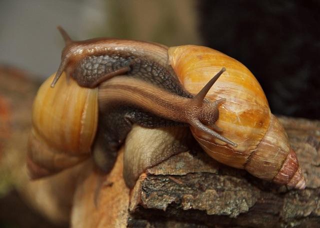 snails-608071_640.jpg