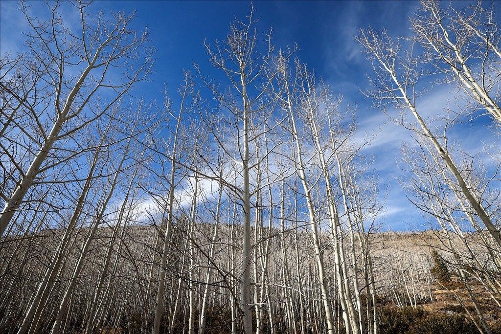 Pando 5.jpg