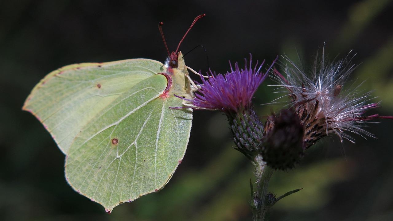 gonepteryx-rhamni-6877371_1280.jpg