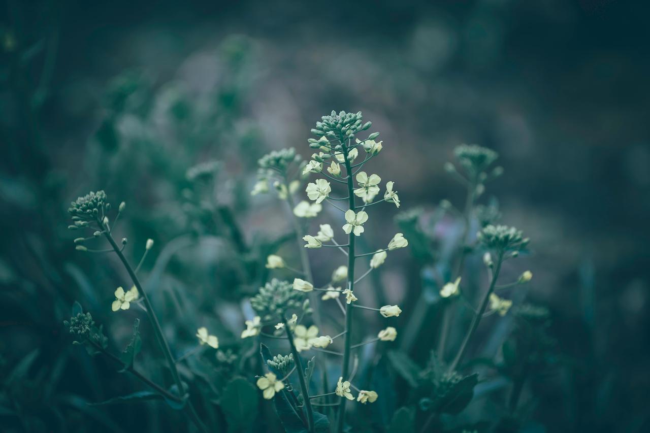 Çoban Çantası (Capsella bursa-pastoris)