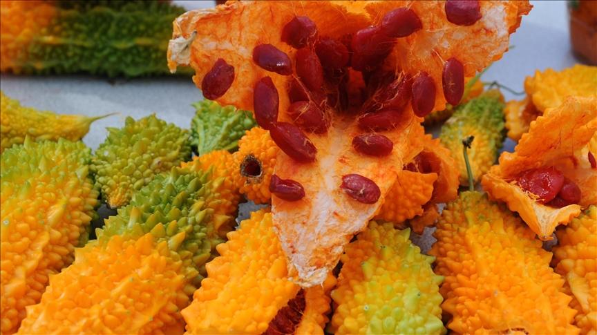 Kudret Narı (Momordica charantia)