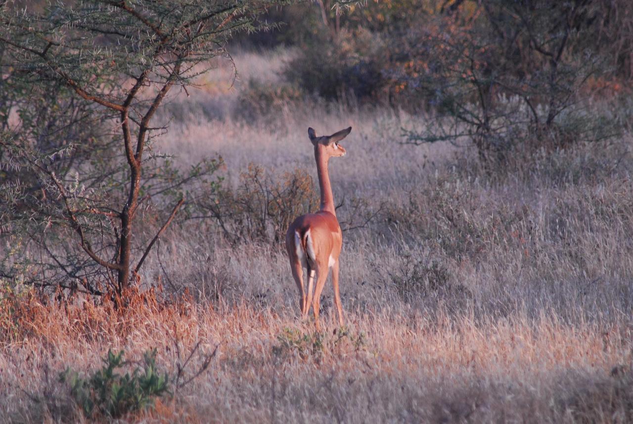 7523944-gerenuk-4641175_1920 (1).jpg