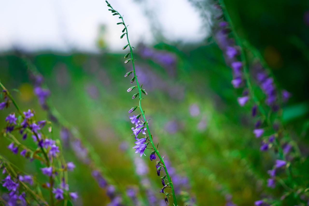Amerikan Kafatası Otu (Scutellaria lateriflora)