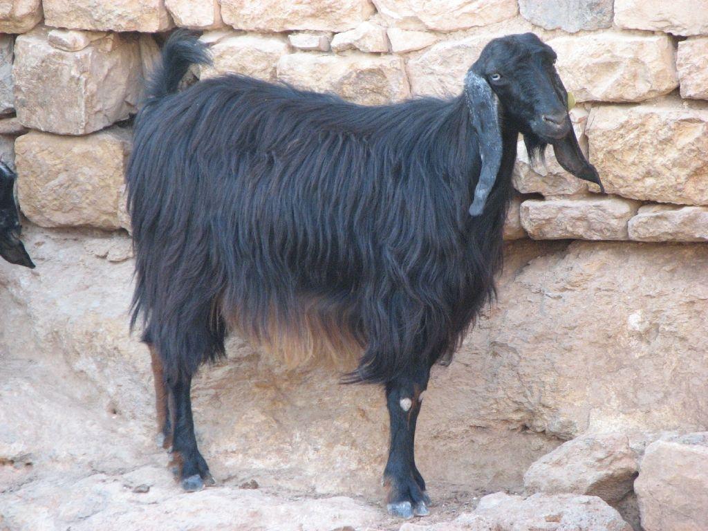 keci_1.jpg