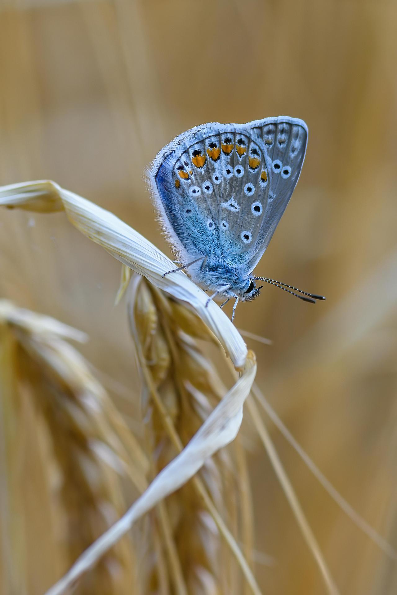 Çokgözlü Mavi (Polyommatus icarus)