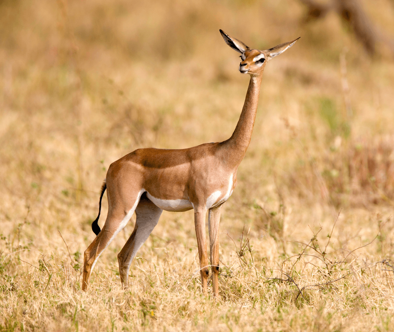 Gerenuk (Litocranius walleri)