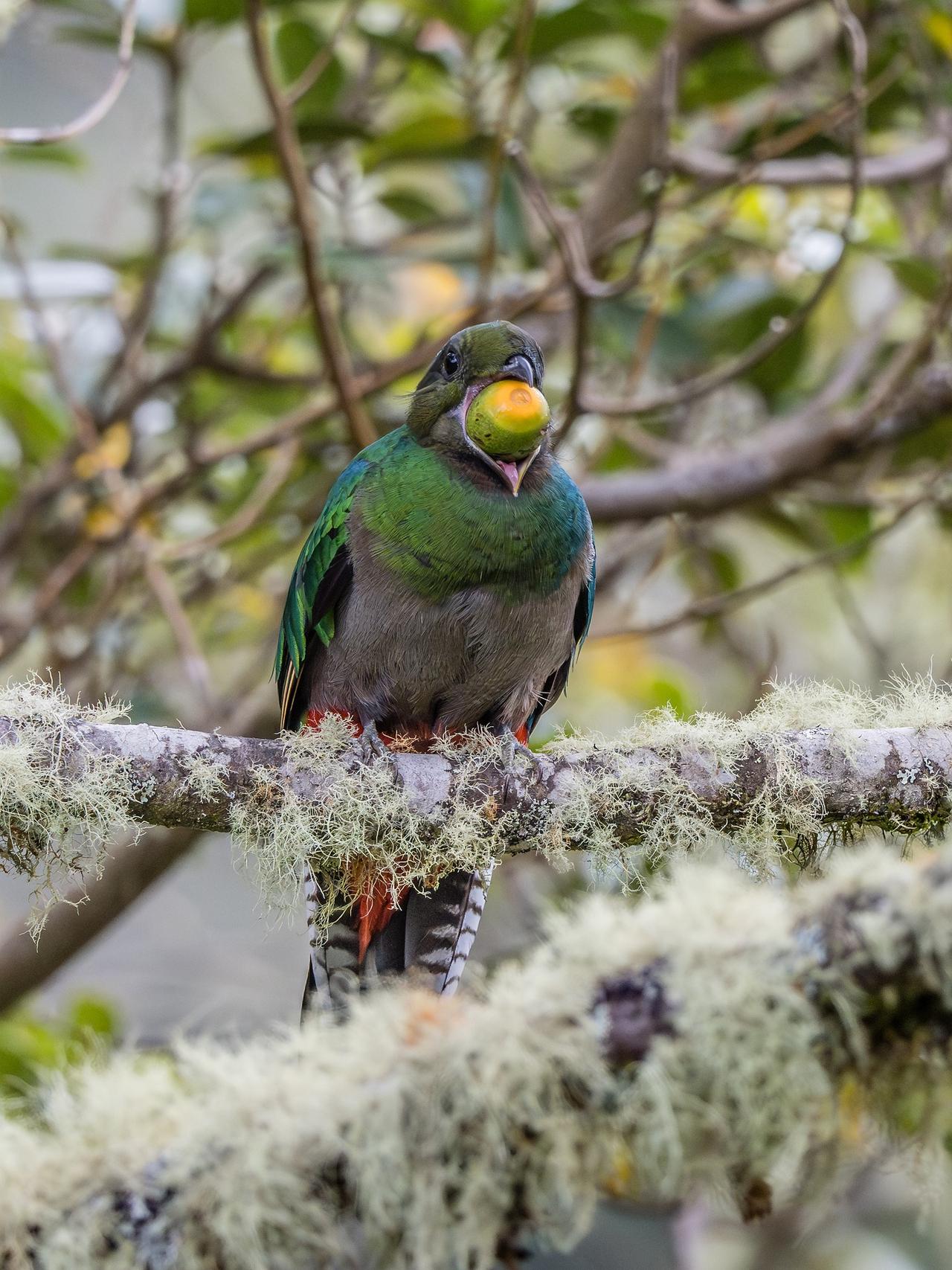 Muhteşem Quetzal (Pharomachrus mocinno)