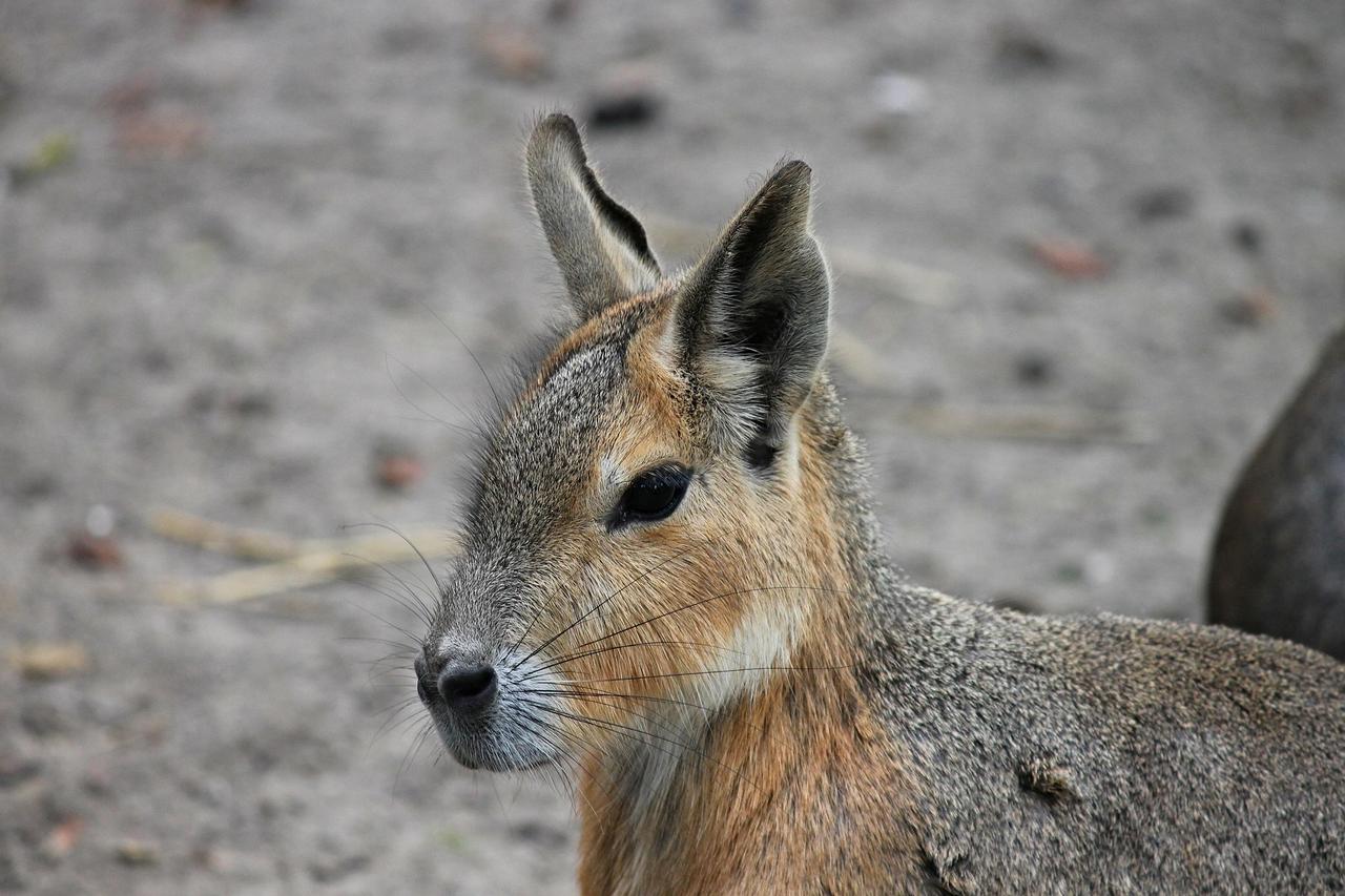 manfredrichter-rabbit-3000289_1920.jpg