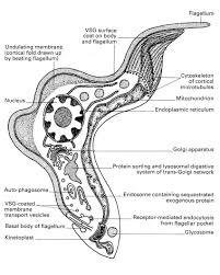 Trypanosoma brucei