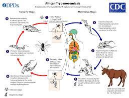 Trypanosoma brucei