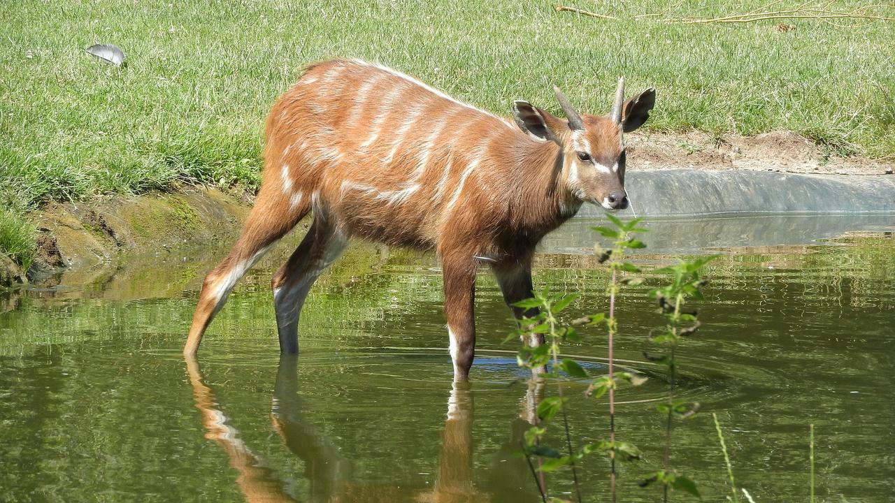 maky_orel-sitatunga-west-african-4476316_1920.jpg