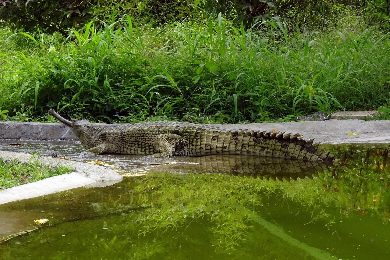 sarangib-gharial-2658733_1920.jpg