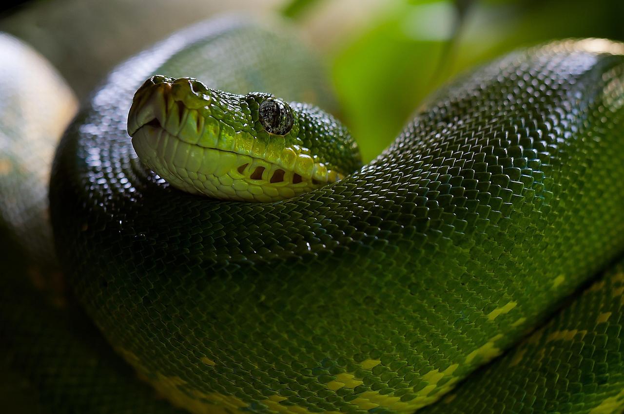 Yeşil Ağaç Pitonu (Morelia Viridis)