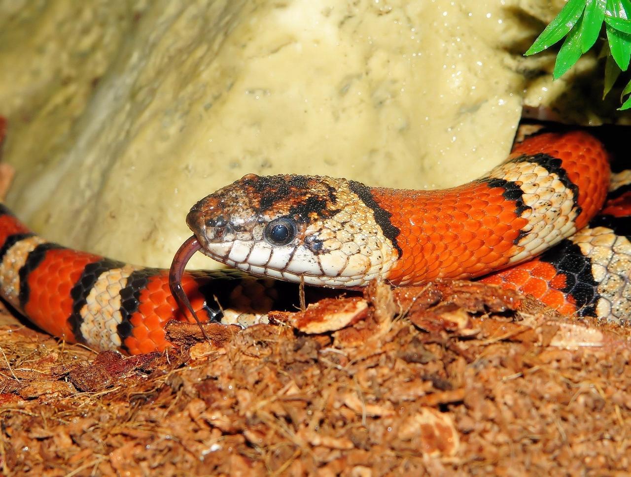 kapa65-kingsnake-833788_1920.jpg