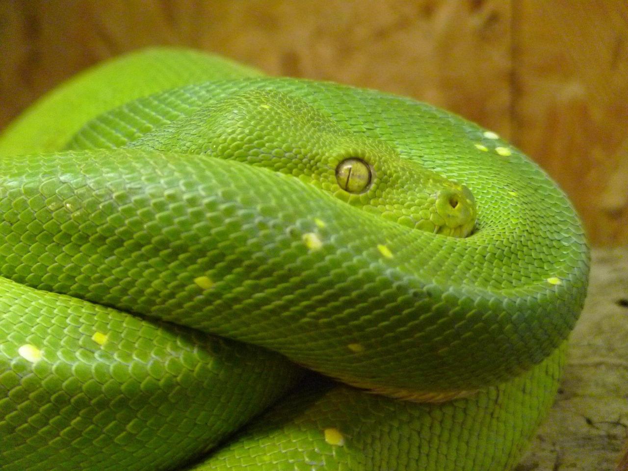 loggawiggler-green-tree-python-8344_1920.jpg