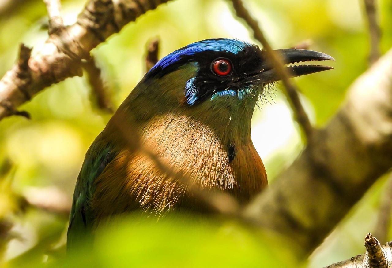 Mavi Taçlı Motmot (Momotus Momota)