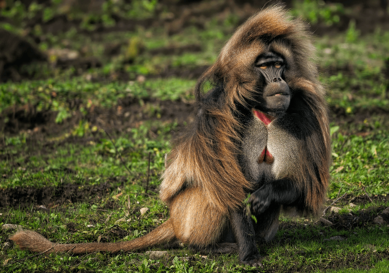 ambquinn-monkey-8338310_1920.png