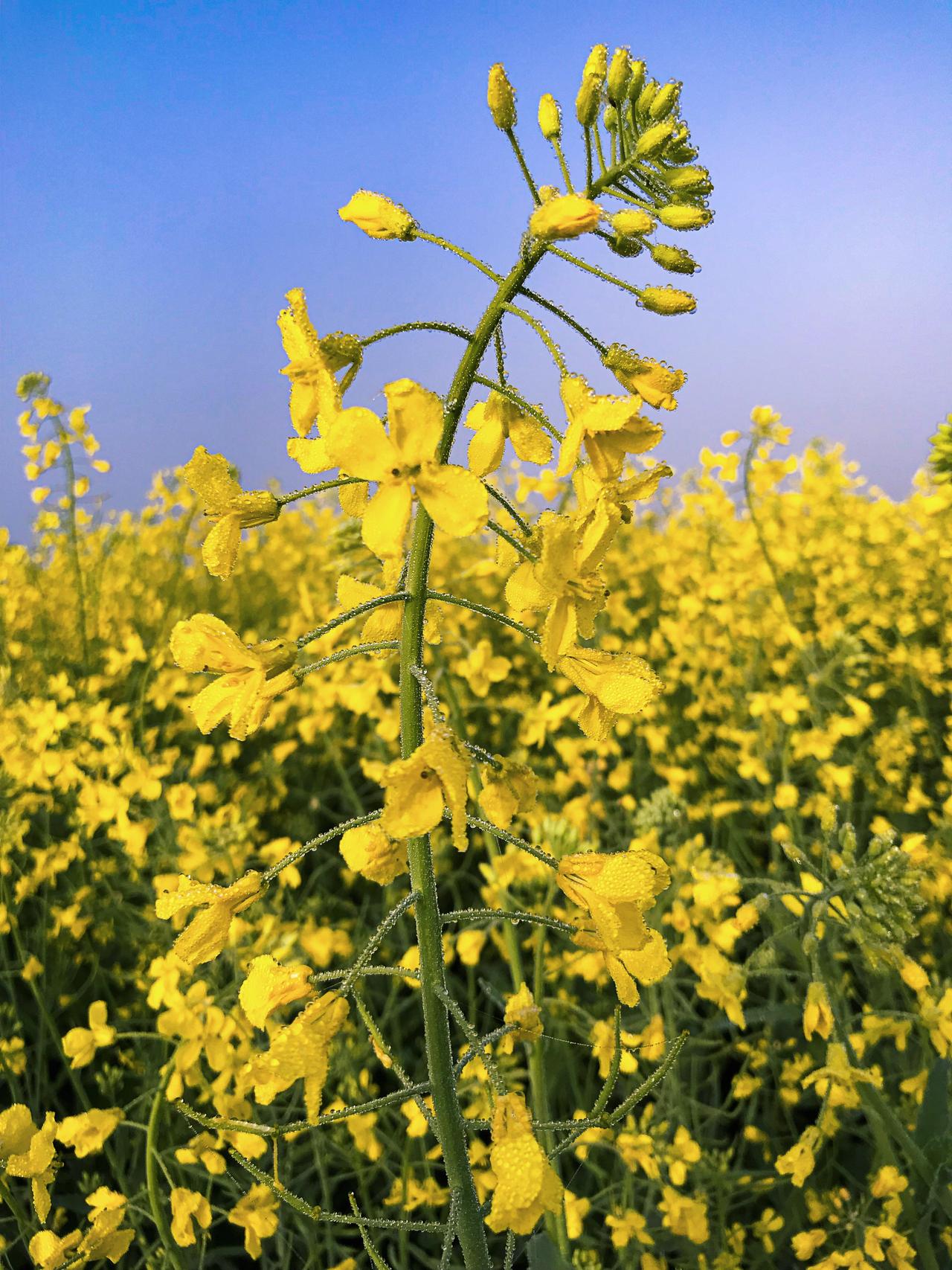 5andeepgill-crop-5027909.jpg