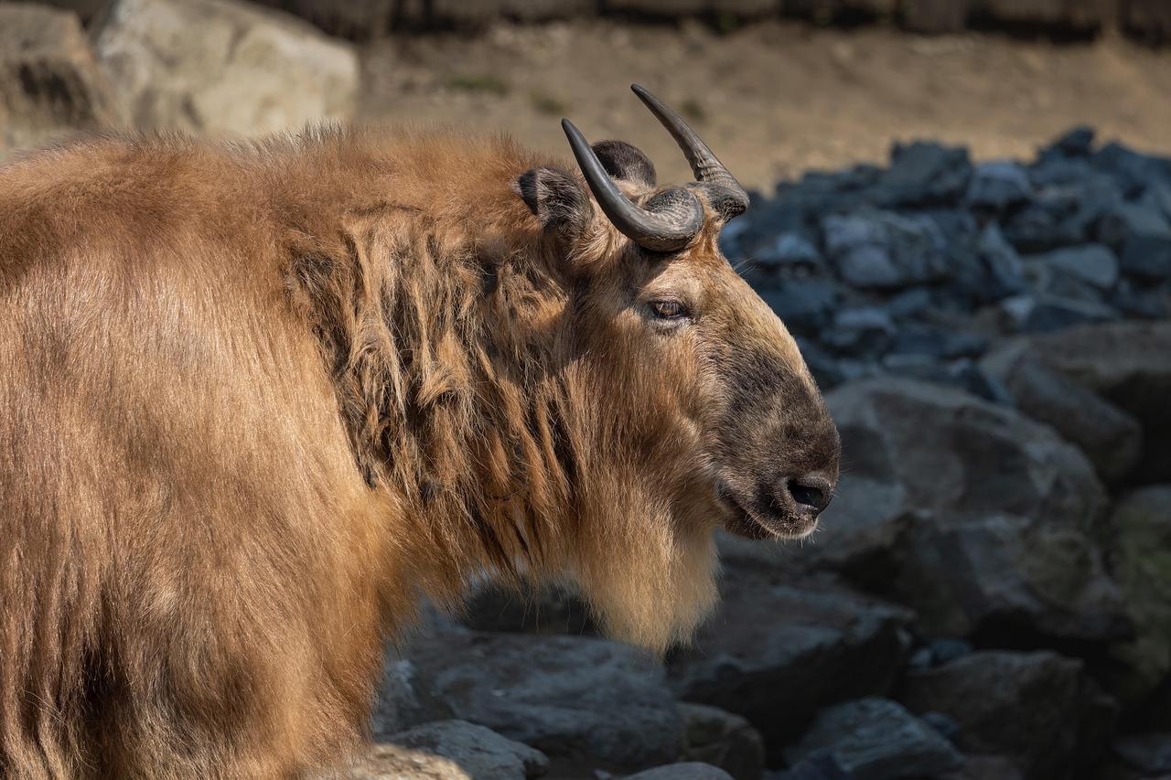 mohann-takin-9194654_1920.jpg
