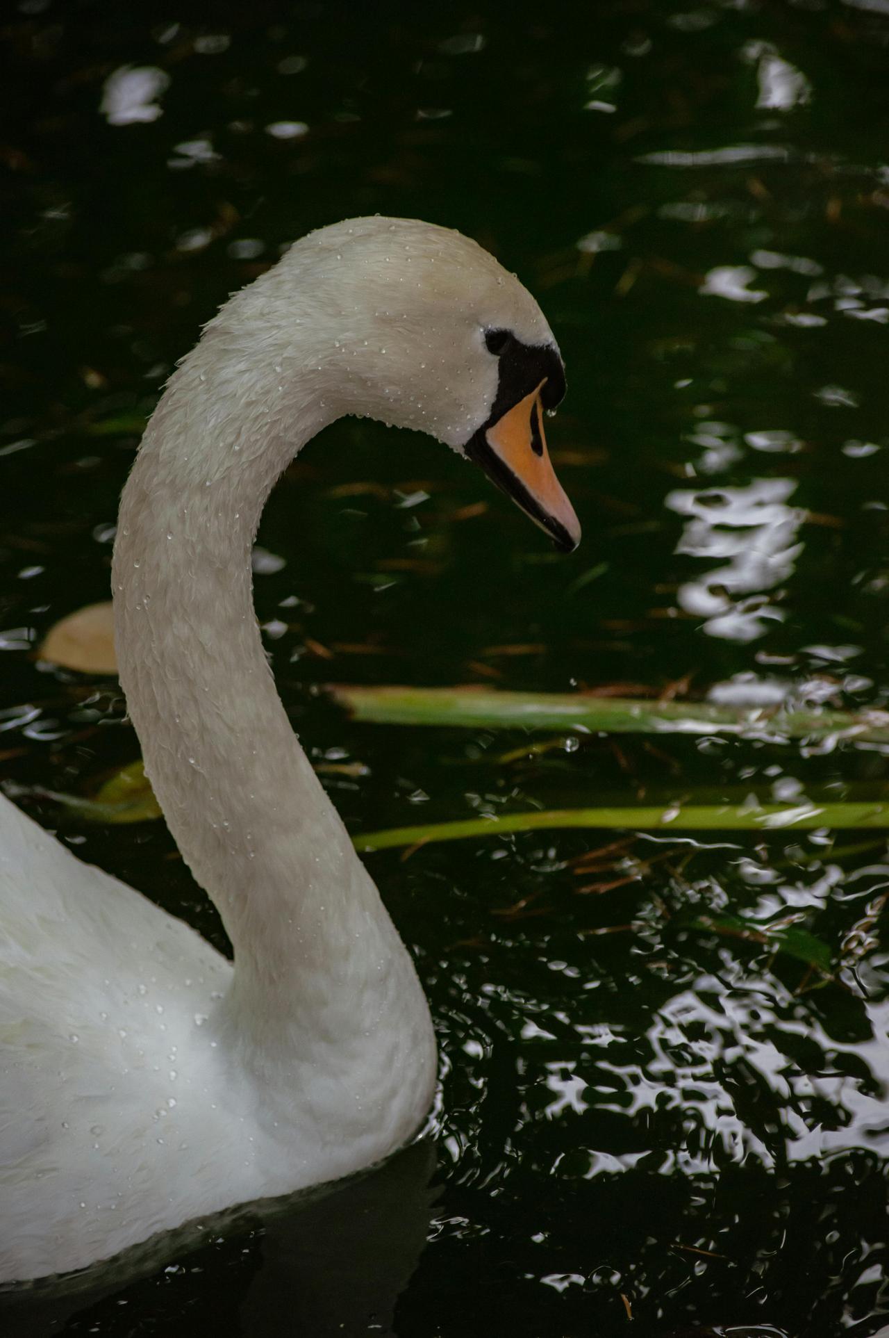 pexels-lubna-13187924.jpg