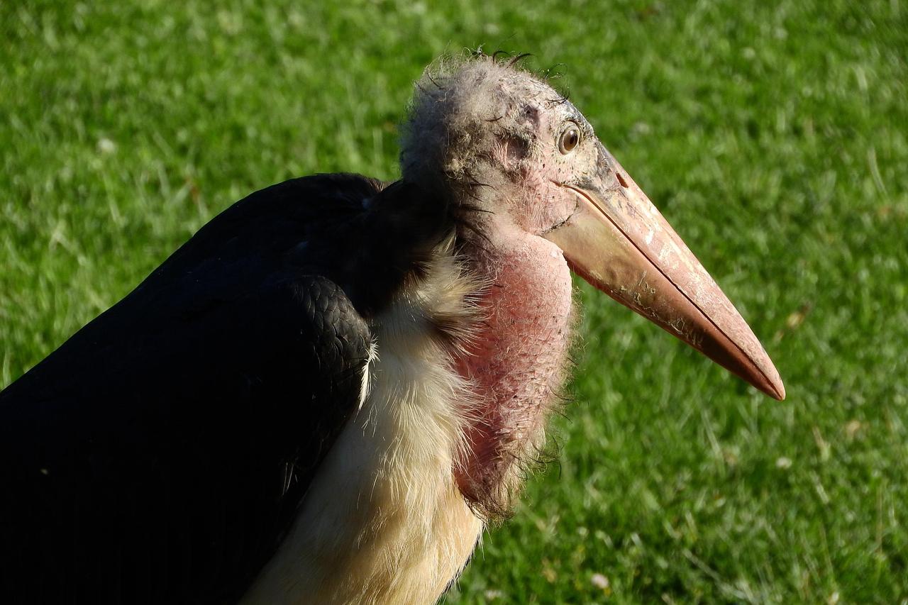 maky_orel-marabou-2478343_1920.jpg