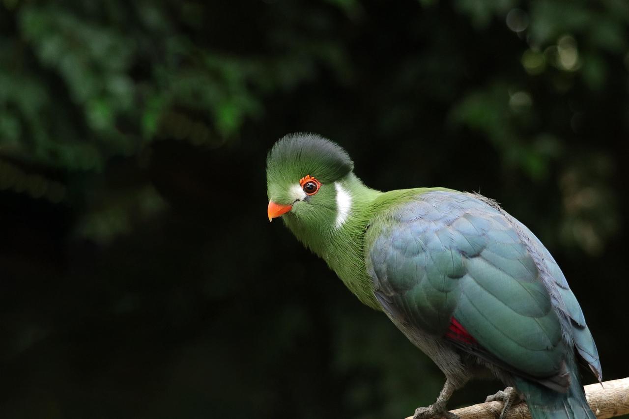 Beyaz Yanaklı Turako (Menelikornis Leucotis)