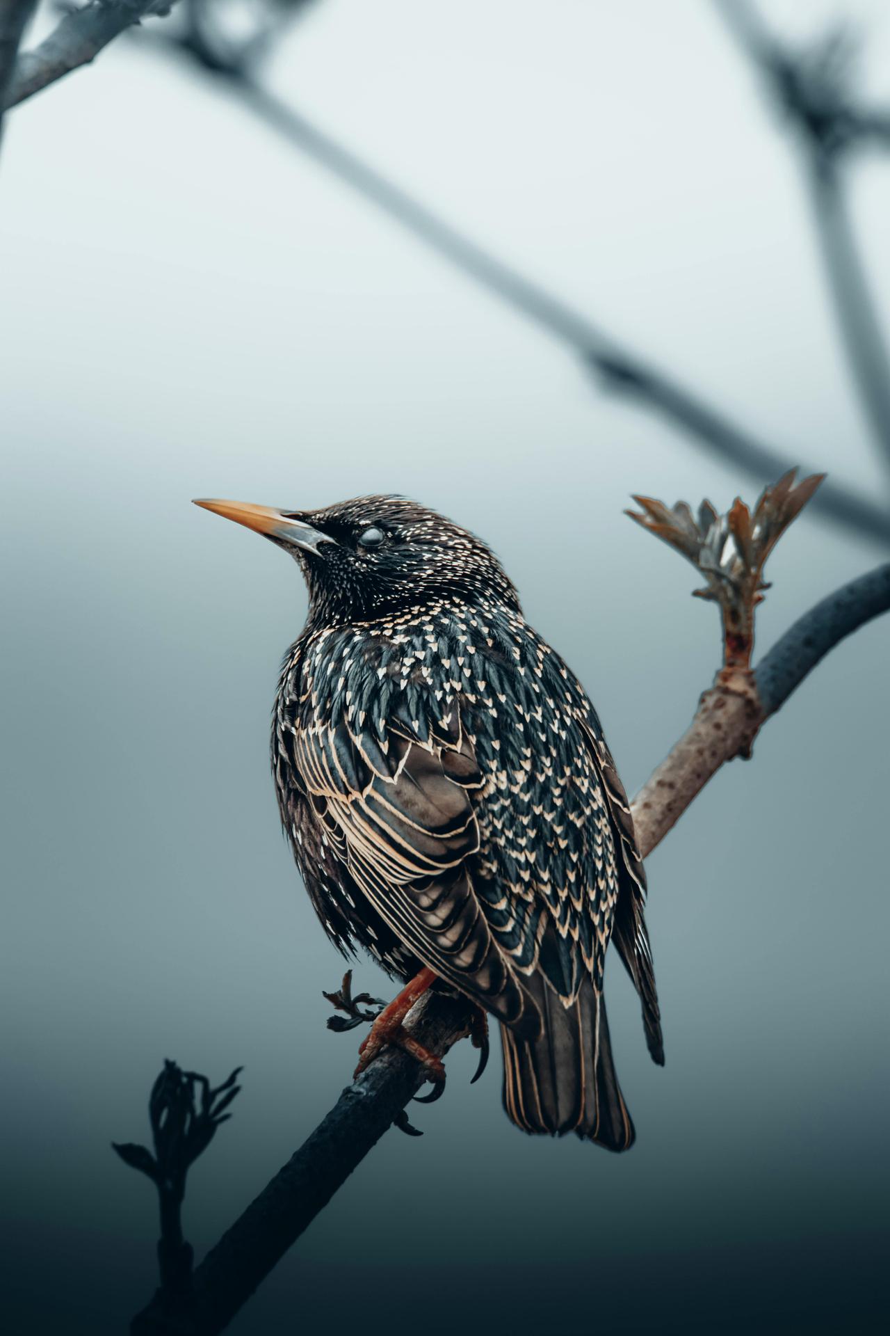 Sığırcık (Sturnus Vulgaris)