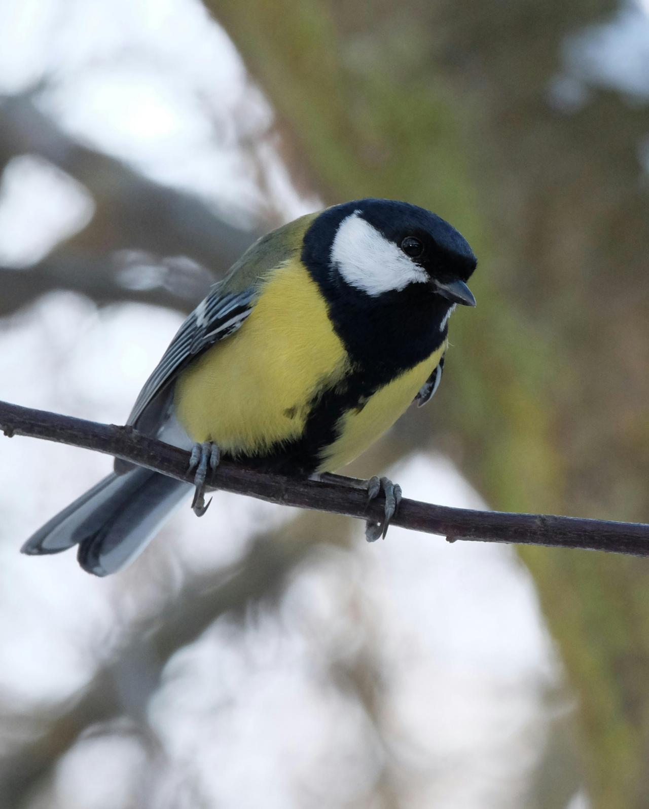 Büyük Baştankara (Parus Major)