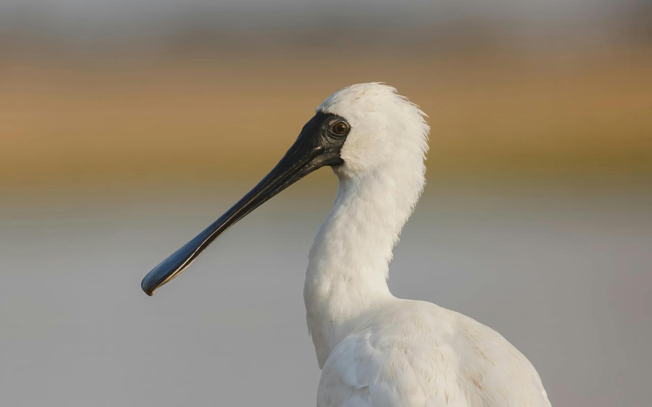 Kaşıkçı kuşu (Platalea leucorodia)
