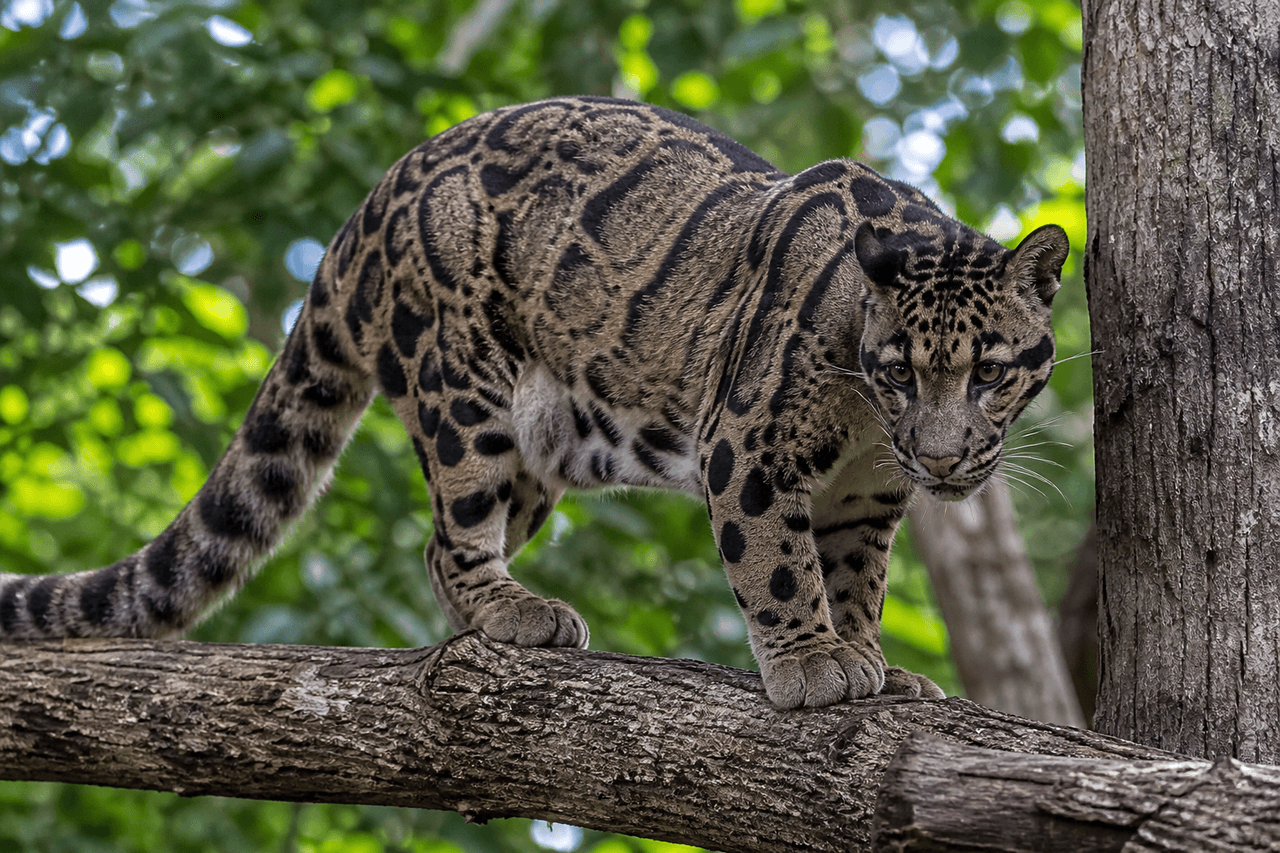 Bulutlu Leopar (Neofelis nebulosa)