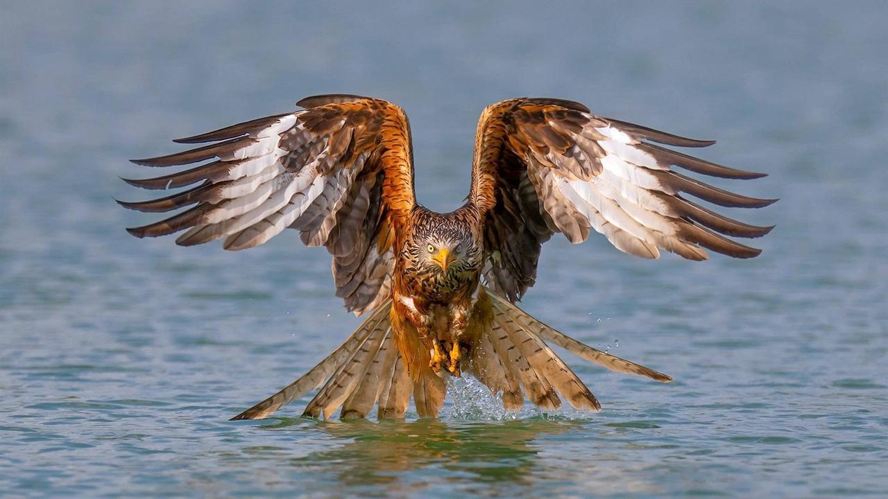 animals-bird-vertebrate-bird-of-prey-eagle-accipitridae-1599481-pxhere.com_1.jpeg