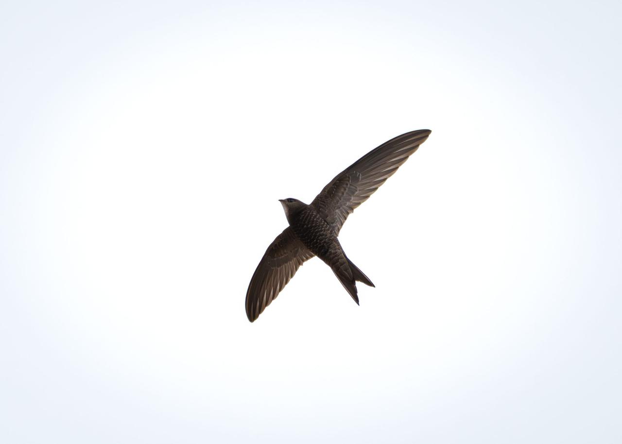 Ebabil (Apus apus)