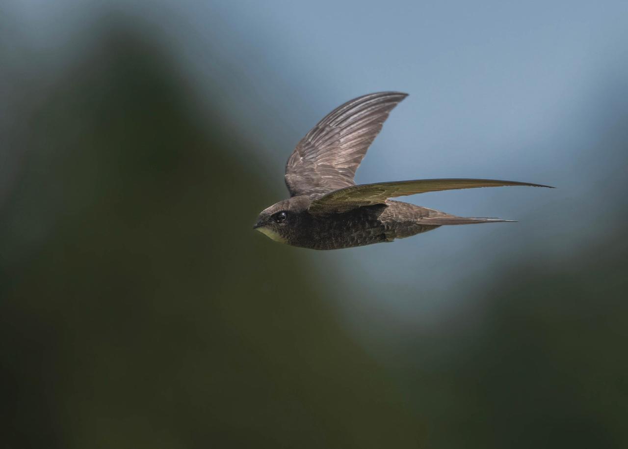 Ebabil (Apus apus)