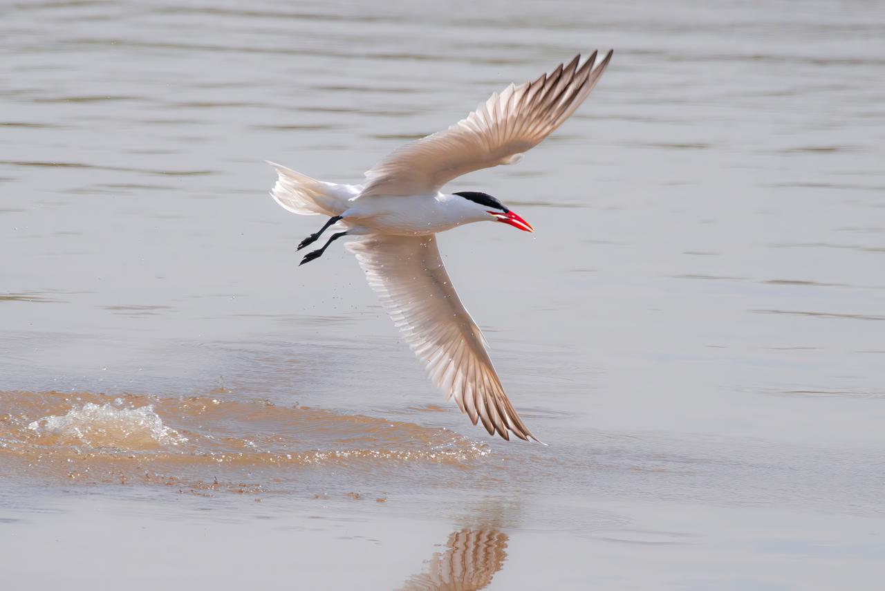 Hazar Sumrusu (Hydroprogne caspia)