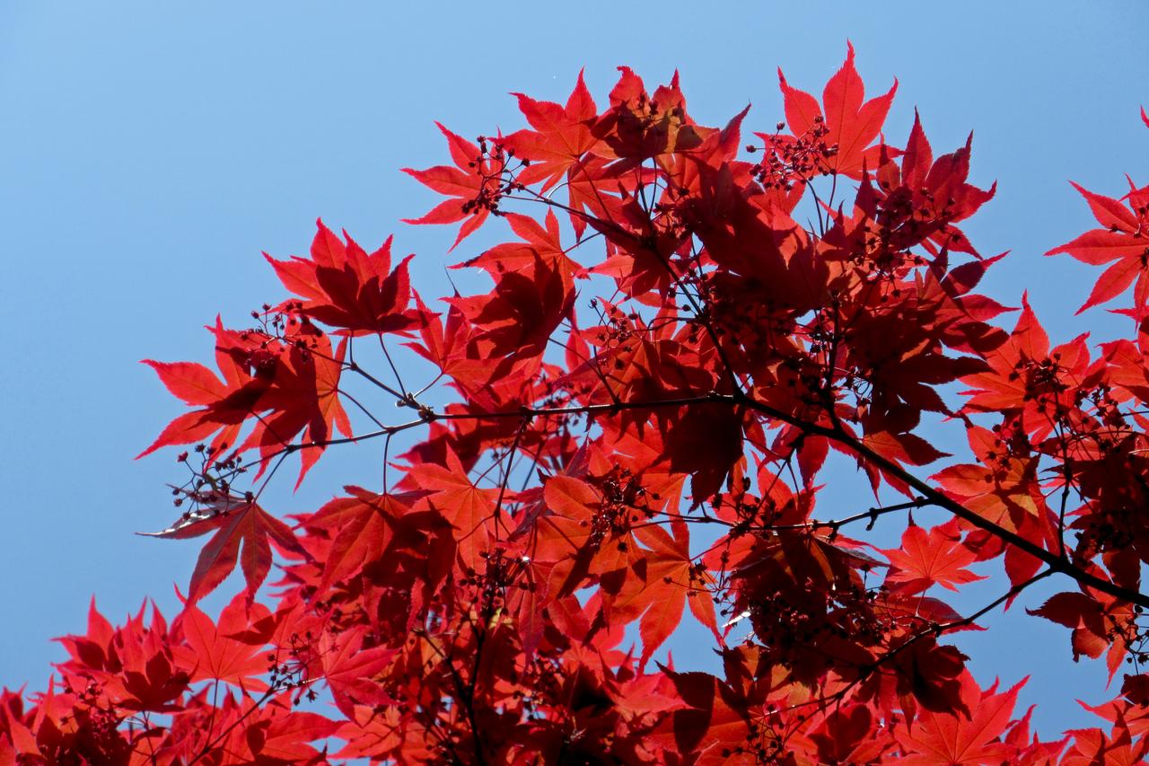 Japon Akçaağacı (Acer Palmatum)
