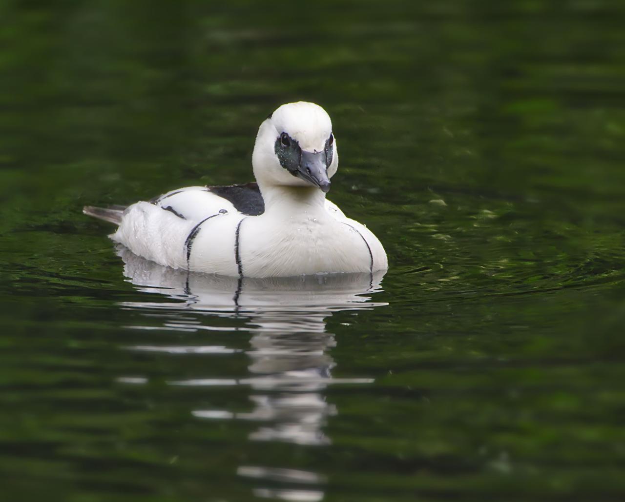 Sütlabi (Mergellus albellus)