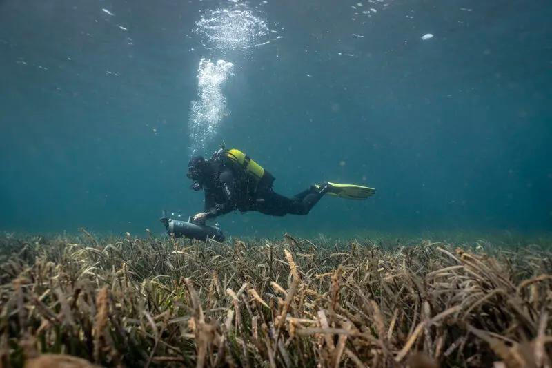 Marmara’daki deniz çayırlarının yapay zekâ destekli yöntemlerle araştırılması. - Anadolu Ajansı