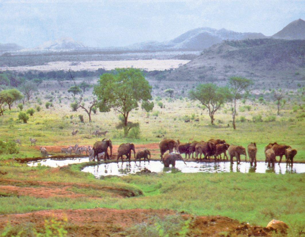 Afrika’nın doğal parklarından bir görünüş
