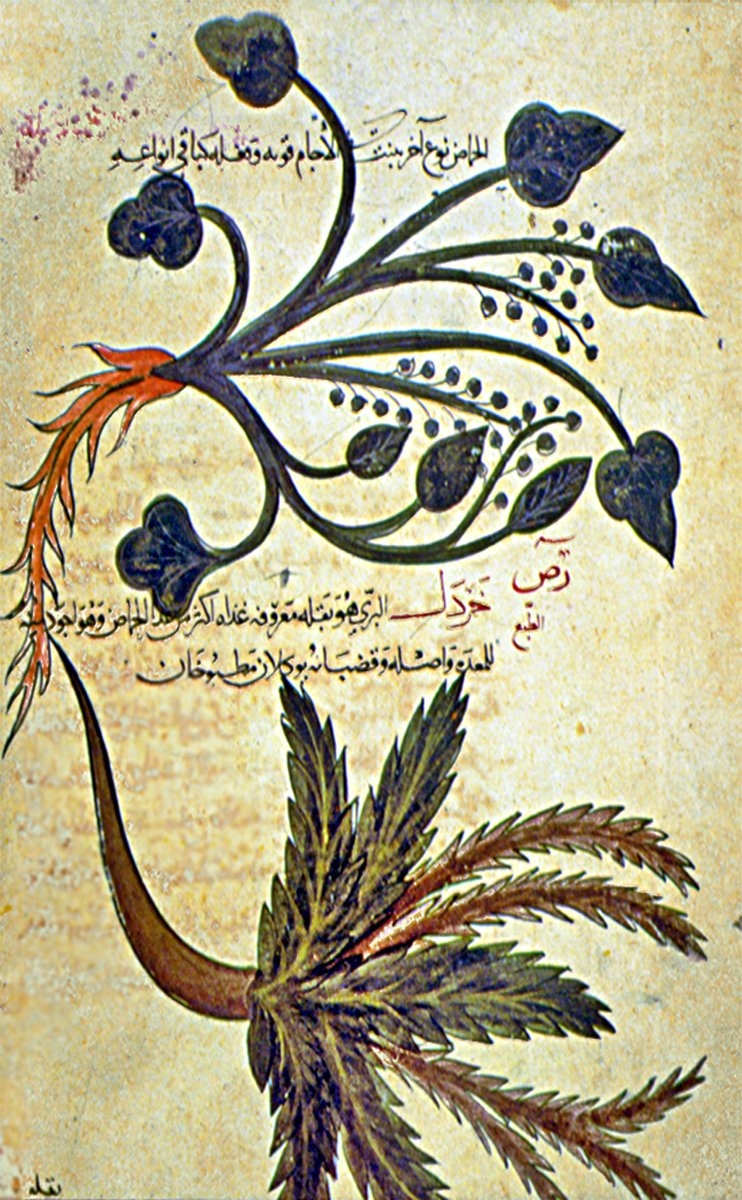 Kitâbü’l-Ḥaşâʾiş’te hardal bitkisiyle ilgili tasvirlerin bulunduğu sayfa (TSMK, III. Ahmed, nr. 2127, vr. 83b)