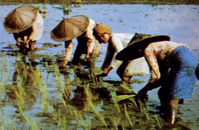 Asya’nın ekonomisinde önemli yer tutan pirinç ziraatından bir görünüş – Endonezya