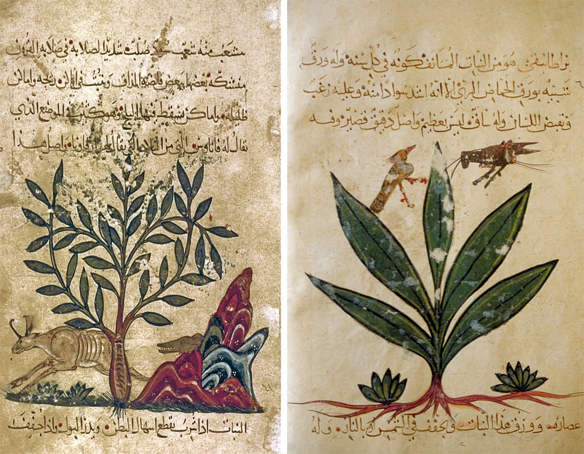 Dioskorides’in Materia Medica adlı eserinin tercümesi olan Kitâbü’l-Ḥaşâʾiş’ten tasvirli iki sayfa (Süleymaniye Ktp., Ayasofya, nr. 3703, vr. 3b, 29a)
