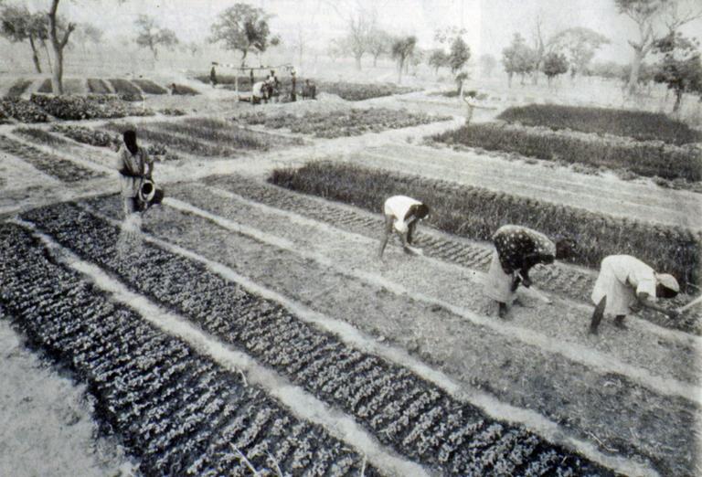 Yatenga’da ziraatla uğraşan çiftçiler