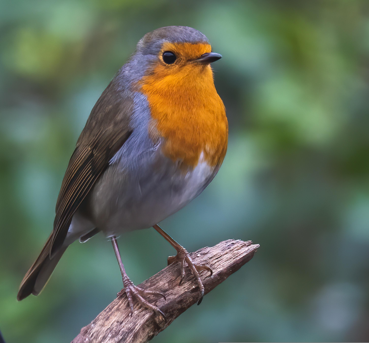 robin-redbreast-6905709.jpg