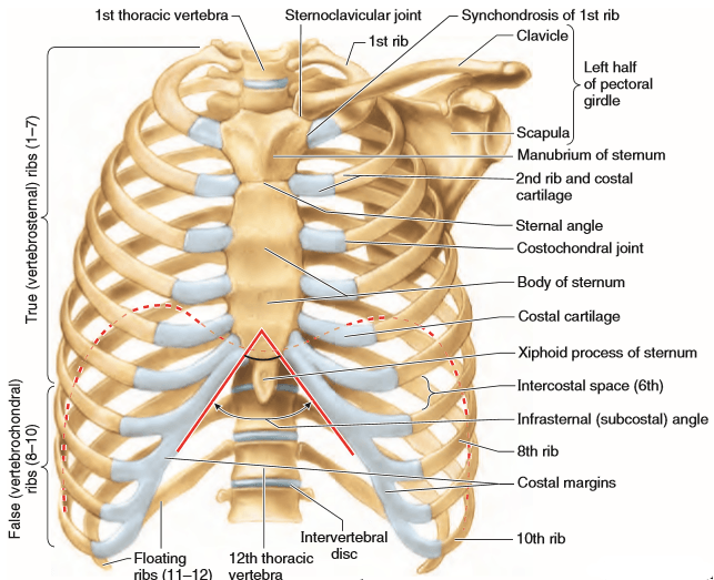 Göğüs kaferine anterior bakış.png