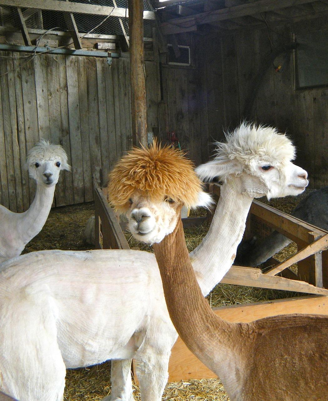 lama bilg.jpg