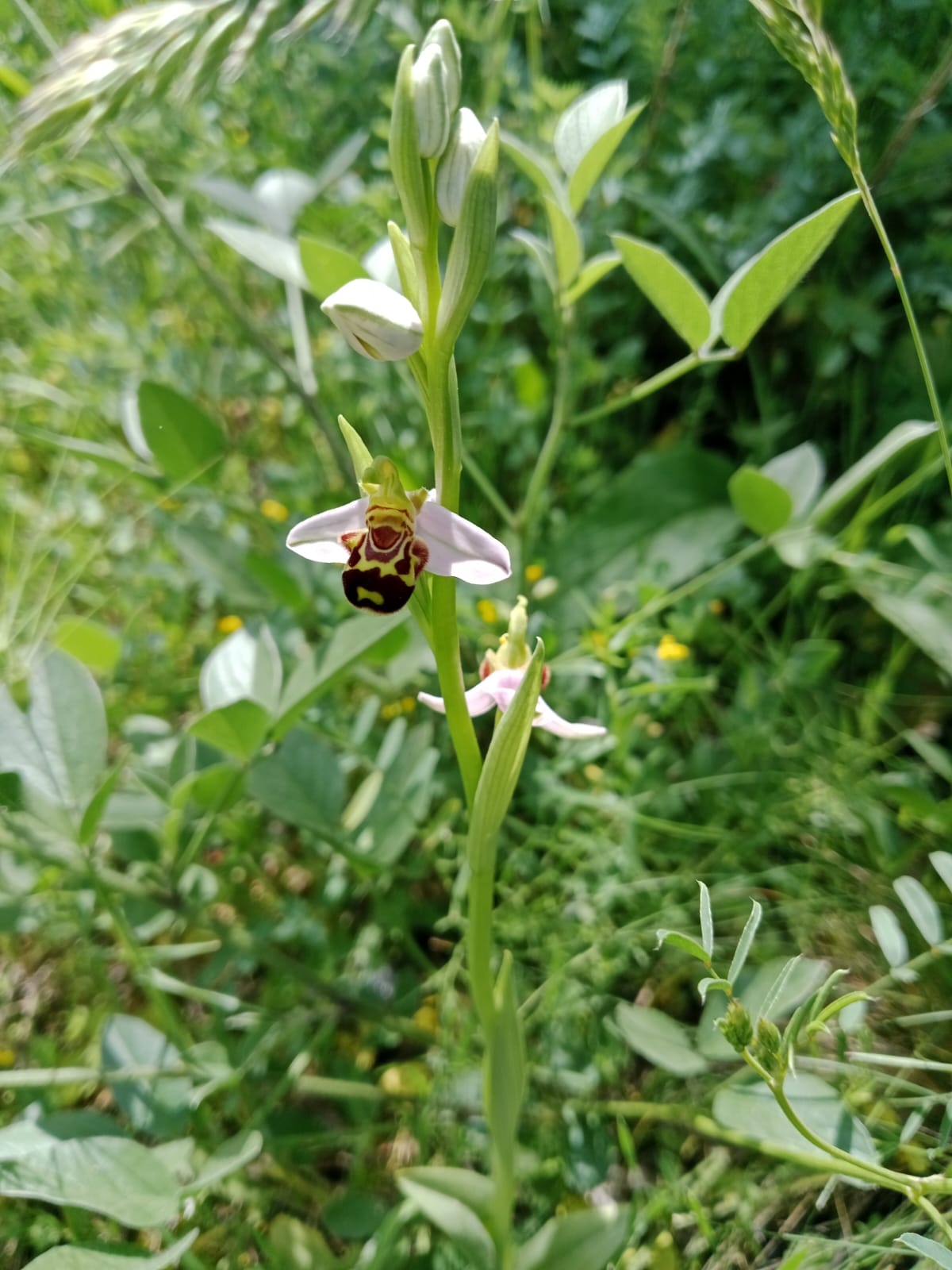 WhatsApp Görsel 2025-06-08 saat 00.47.10_77058358.jpg