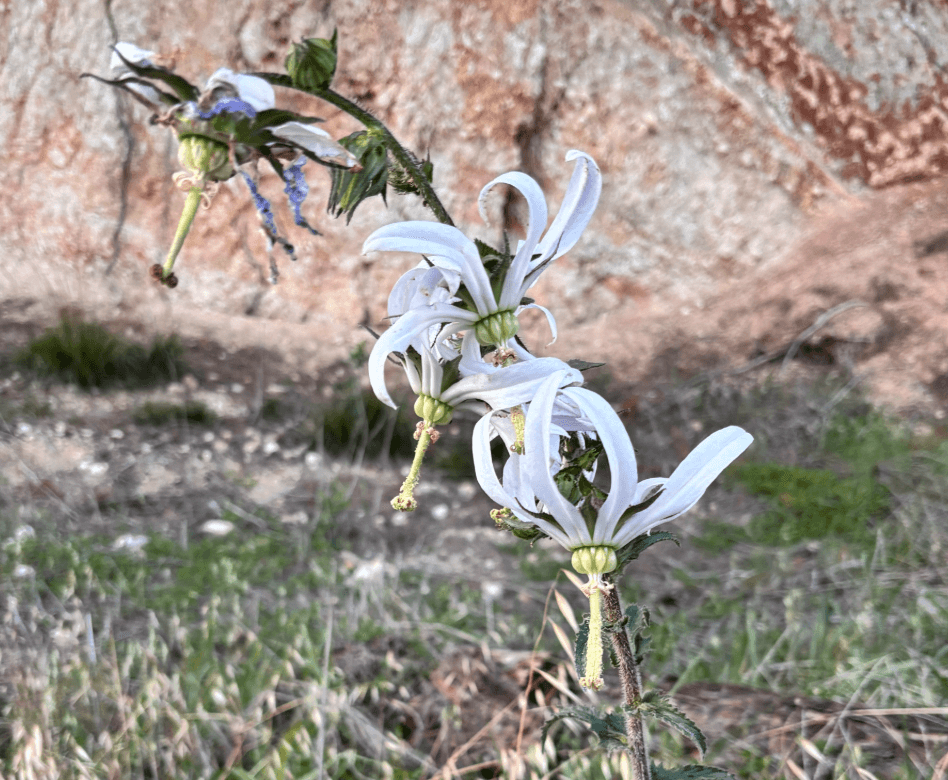 Ekran görüntüsü 2025-06-14 215349.png