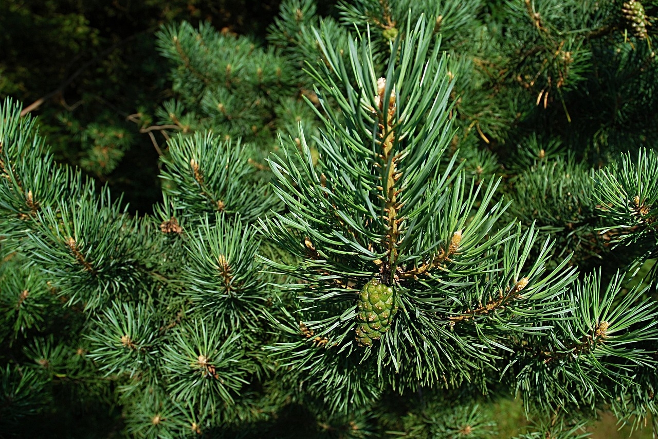 pine-588159_1280.jpg