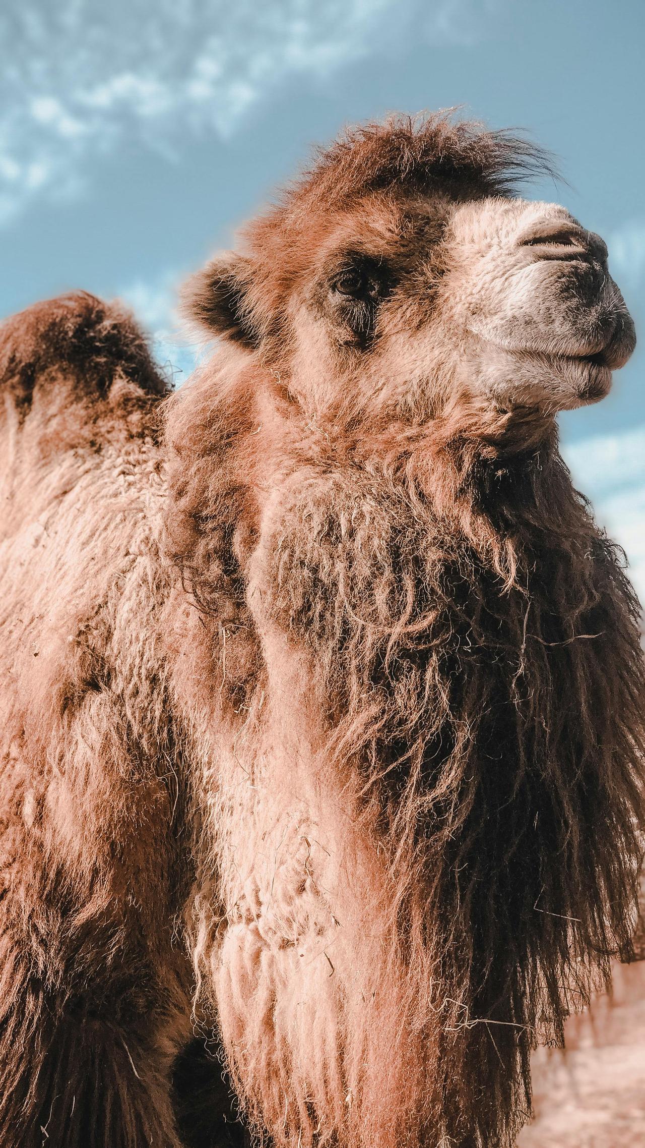 pexels-alessio-cesario-975080-1915950.jpg