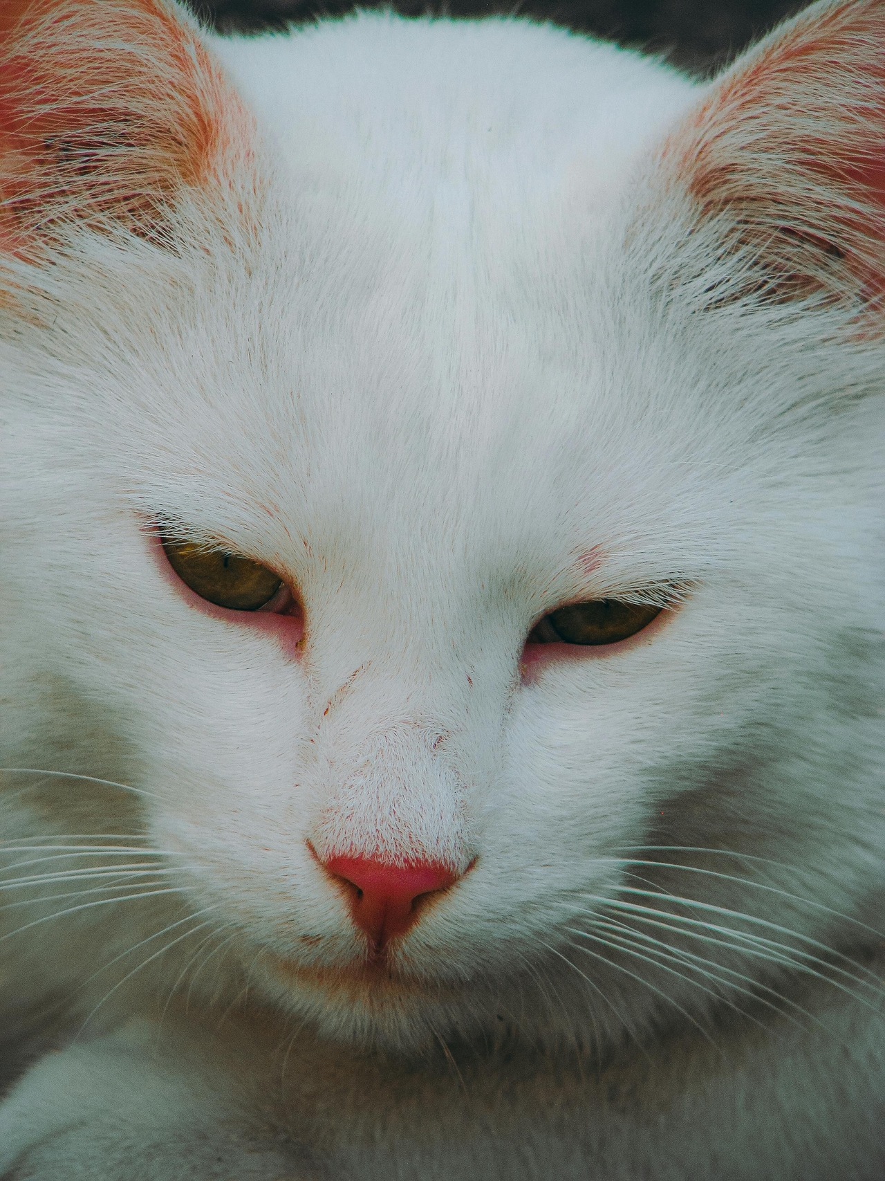 pexels-kamanda-x-32953013 (1).jpg